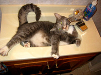 A hairball in the sink