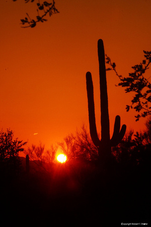 Sonoran Sunset